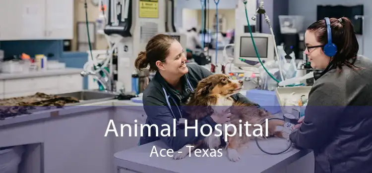 Animal Hospital Ace - Texas