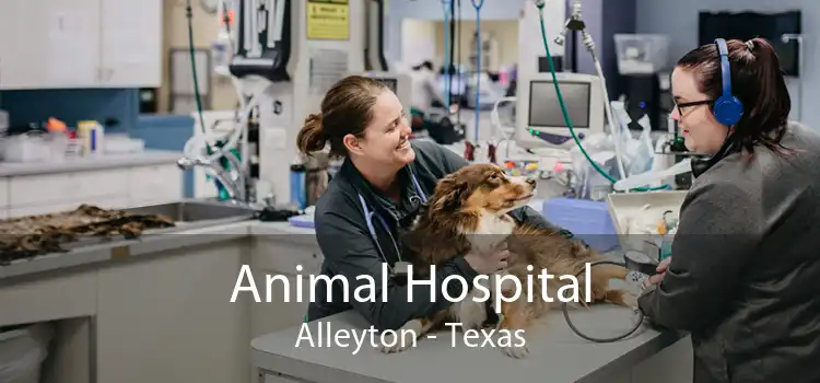 Animal Hospital Alleyton - Texas