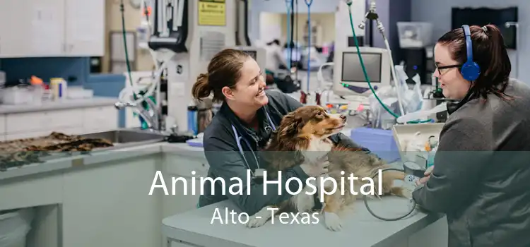 Animal Hospital Alto - Texas