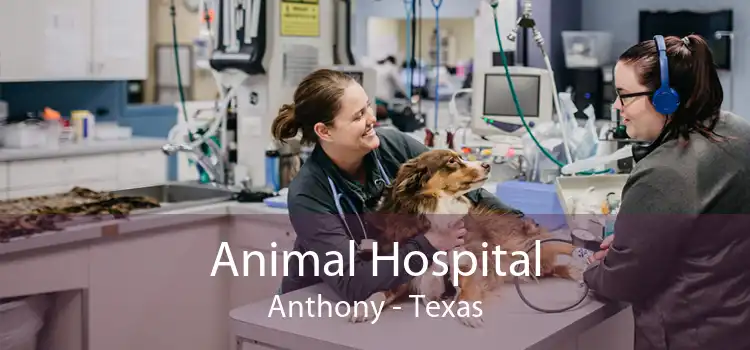 Animal Hospital Anthony - Texas