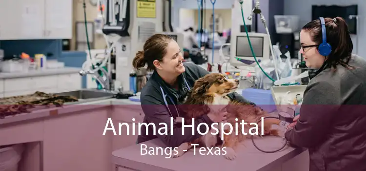 Animal Hospital Bangs - Texas