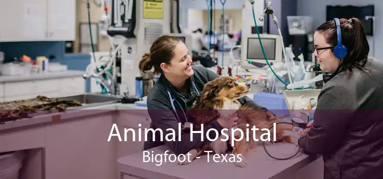 Animal Hospital Bigfoot - Texas