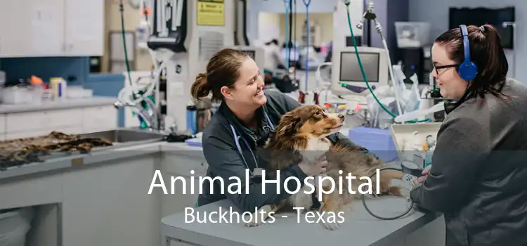 Animal Hospital Buckholts - Texas