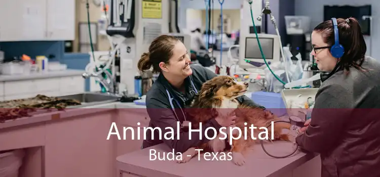 Animal Hospital Buda - Texas