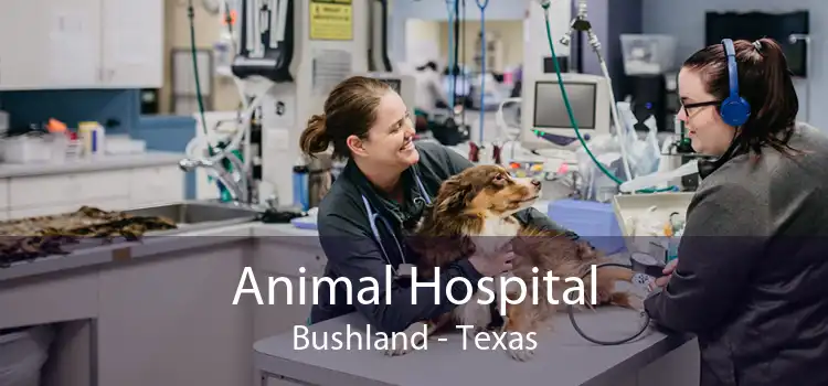 Animal Hospital Bushland - Texas