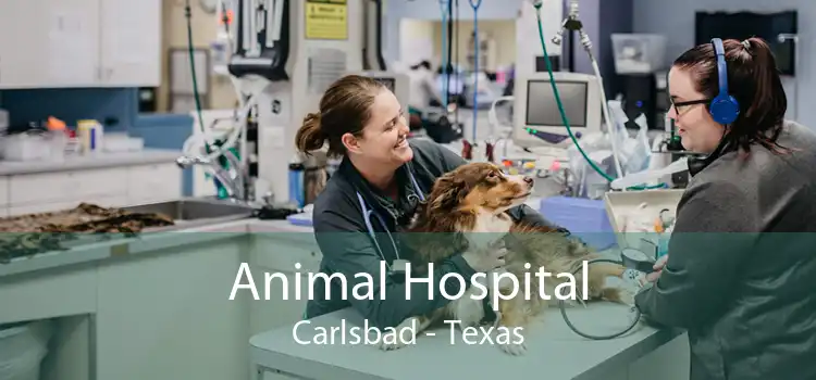 Animal Hospital Carlsbad - Texas