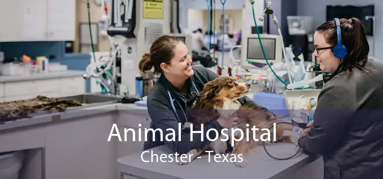 Animal Hospital Chester - Texas