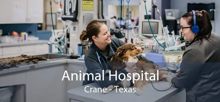 Animal Hospital Crane - Texas