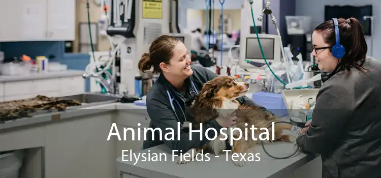 Animal Hospital Elysian Fields - Texas