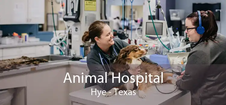 Animal Hospital Hye - Texas