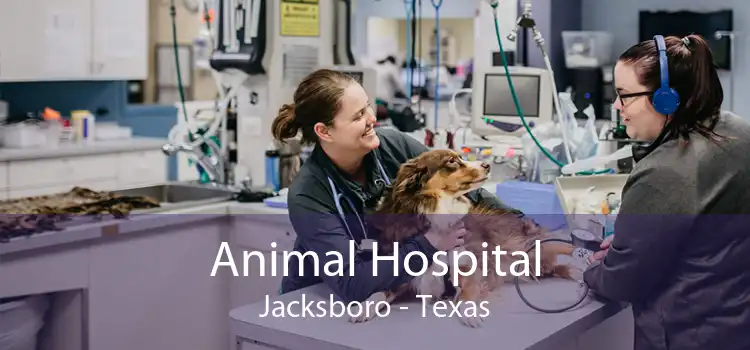 Animal Hospital Jacksboro - Texas