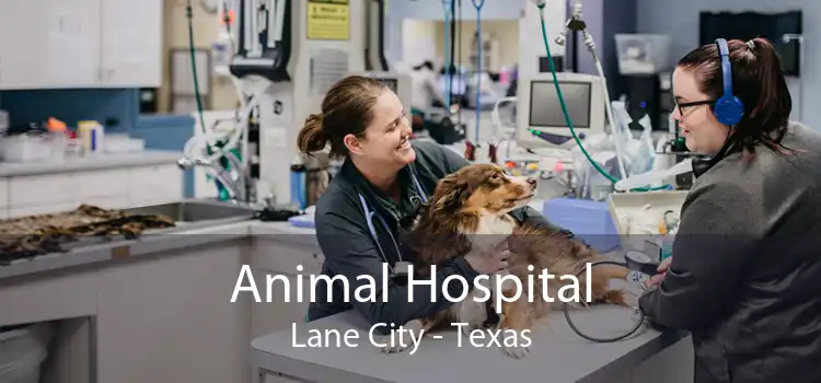 Animal Hospital Lane City - Texas