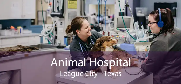 Animal Hospital League City - Texas