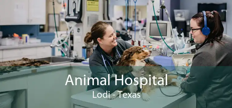 Animal Hospital Lodi - Texas