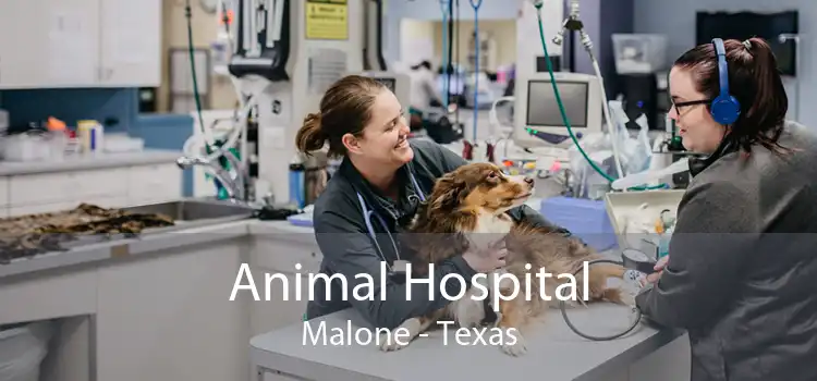 Animal Hospital Malone - Texas