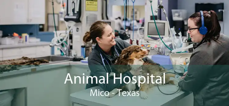 Animal Hospital Mico - Texas