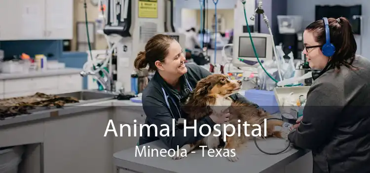 Animal Hospital Mineola - Texas