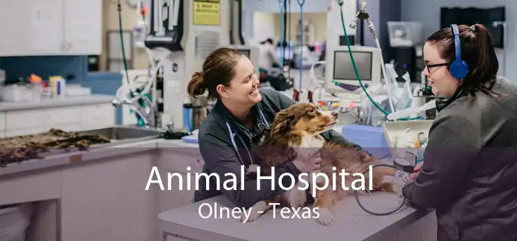 Animal Hospital Olney - Texas