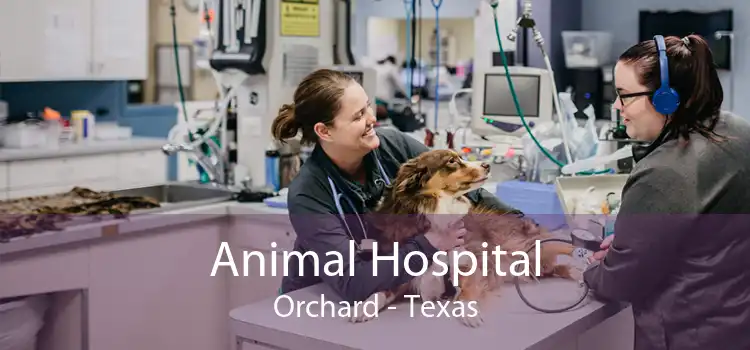 Animal Hospital Orchard - Texas