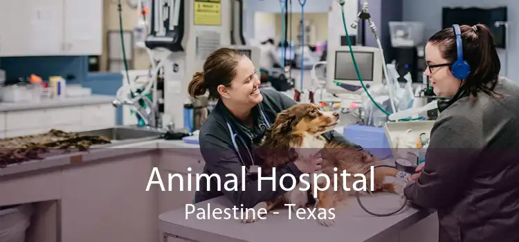 Animal Hospital Palestine - Texas