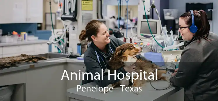 Animal Hospital Penelope - Texas