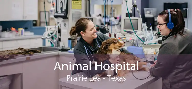 Animal Hospital Prairie Lea - Texas