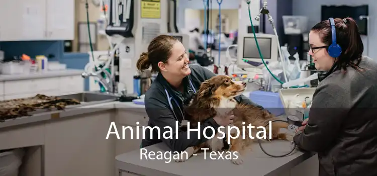 Animal Hospital Reagan - Texas