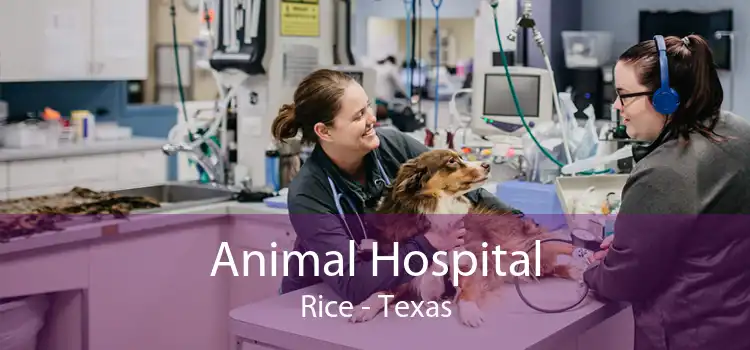 Animal Hospital Rice - Texas