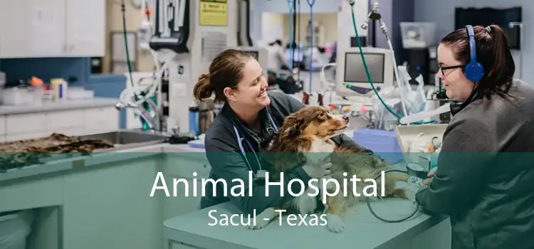 Animal Hospital Sacul - Texas