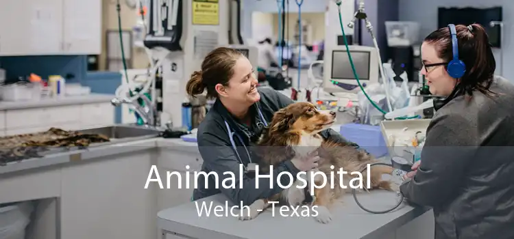 Animal Hospital Welch - Texas