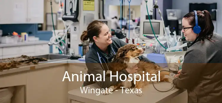 Animal Hospital Wingate - Texas