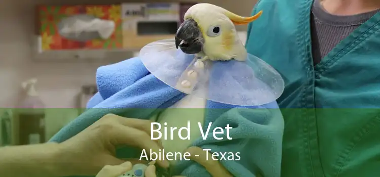 Bird Vet Abilene - Texas