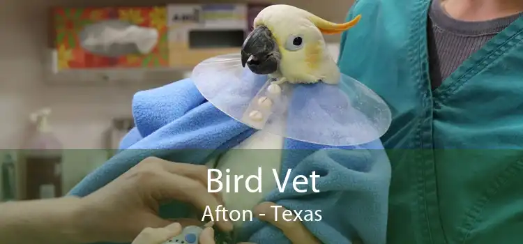 Bird Vet Afton - Texas