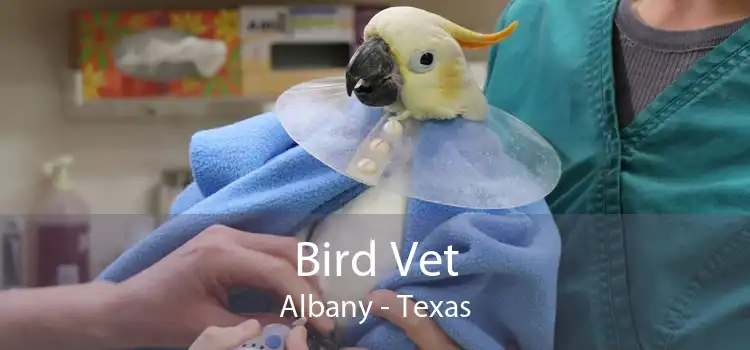 Bird Vet Albany - Texas