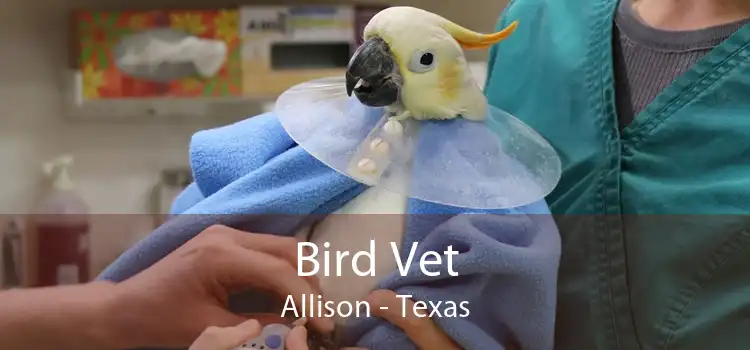 Bird Vet Allison - Texas