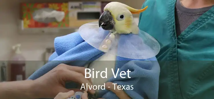 Bird Vet Alvord - Texas