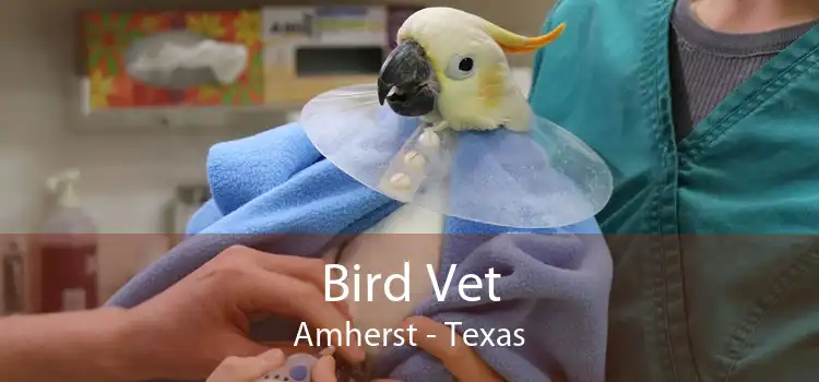 Bird Vet Amherst - Texas