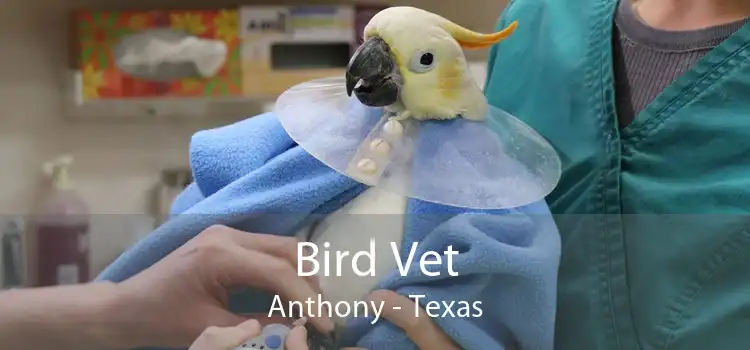 Bird Vet Anthony - Texas