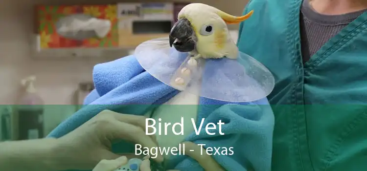 Bird Vet Bagwell - Texas