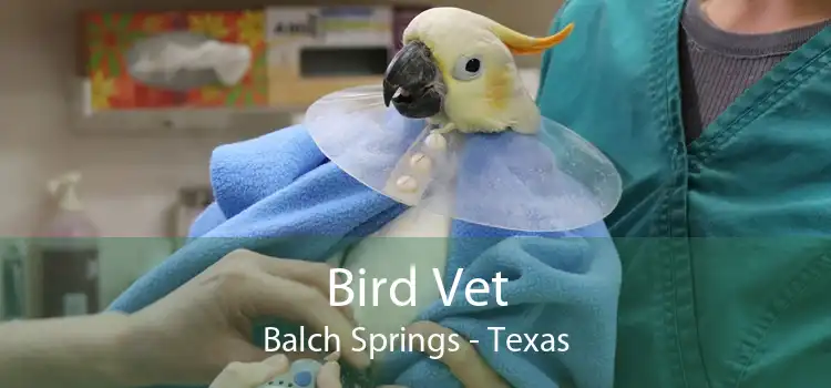 Bird Vet Balch Springs - Texas