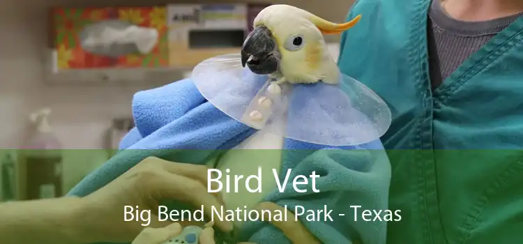 Bird Vet Big Bend National Park - Texas