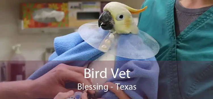 Bird Vet Blessing - Texas