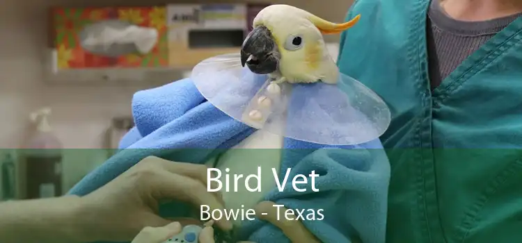 Bird Vet Bowie - Texas