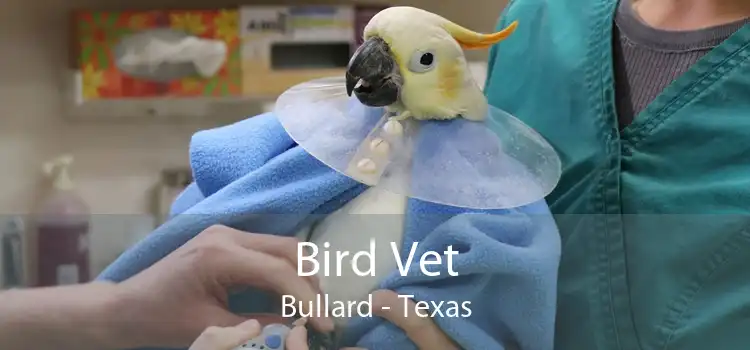 Bird Vet Bullard - Texas