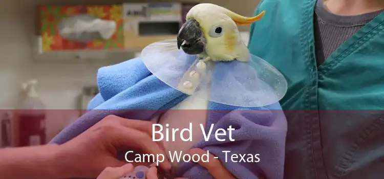 Bird Vet Camp Wood - Texas