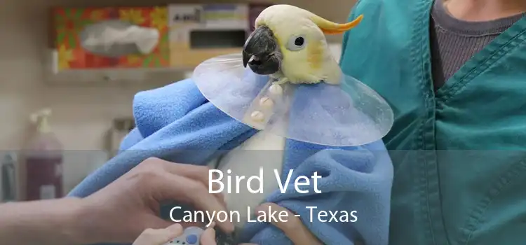 Bird Vet Canyon Lake - Texas