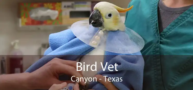 Bird Vet Canyon - Texas