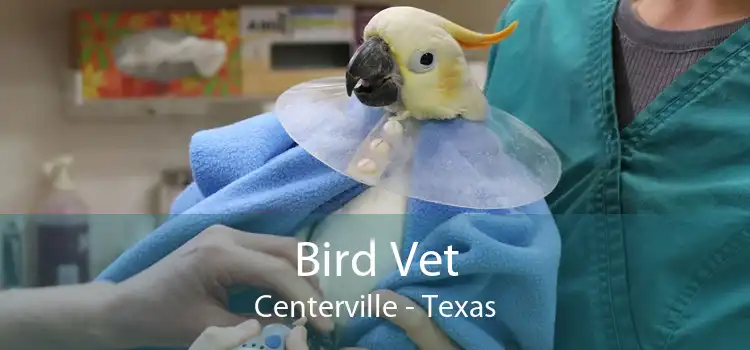 Bird Vet Centerville - Texas