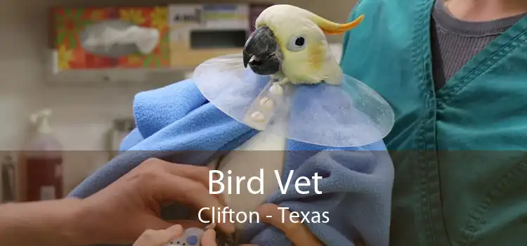 Bird Vet Clifton - Texas