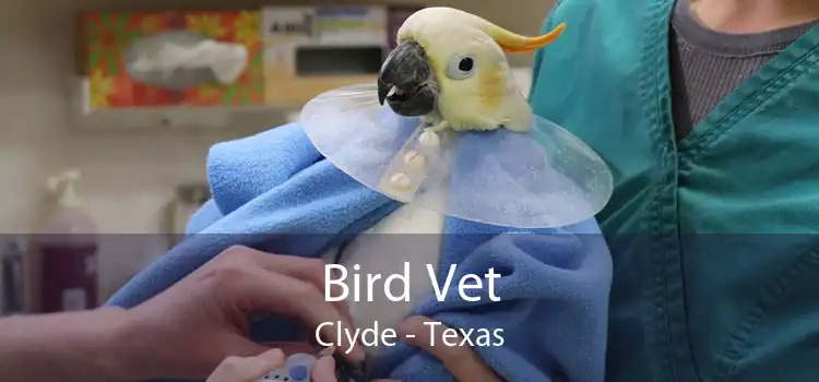 Bird Vet Clyde - Texas